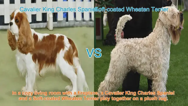 Video thumbnail for Cavalier King Charles Spaniel vs. Soft-coated Wheaten Terrier: A Comparison