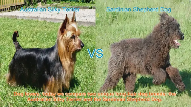 Video thumbnail for Australian Silky Terrier VS Sardinian Shepherd Dog