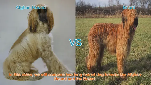 Video thumbnail for Afghan Hound vs. Briard: A Comparison of Two Long-Haired Dog Breeds