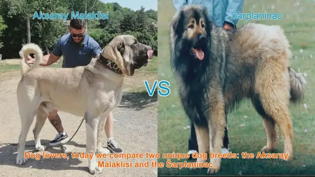 Video thumbnail for Aksaray Malaklisi vs. Šarplaninac: A Comparison of Two Unique Dog Breeds
