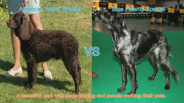 Video thumbnail for Exploring American Water Spaniel and Blue Picardy Spaniel: A Comparative Guide