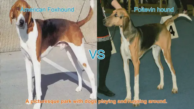 Video thumbnail for American Foxhound vs. Poitevin Hound: A Comparative Guide