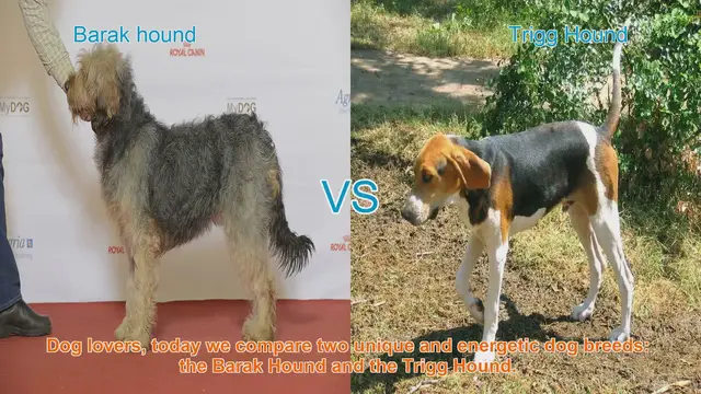 Video thumbnail for Barak Hound vs. Trigg Hound: A Comparison of Energetic Dog Breeds