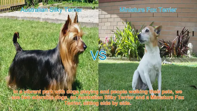 Video thumbnail for Comparing Australian Silky Terrier and Miniature Fox Terrier: Breeds Unleashed