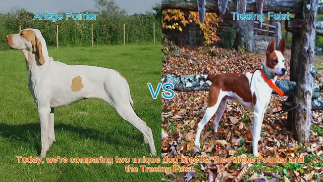 Video thumbnail for Ariège Pointer vs. Treeing Feist: Breed Comparison