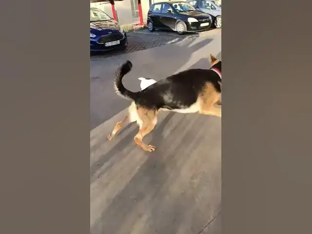 Video thumbnail for #gsd