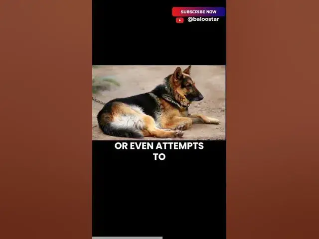 'Video thumbnail for Neglecting Their Need for Companionship #germanshepherd #gsd #blog'
