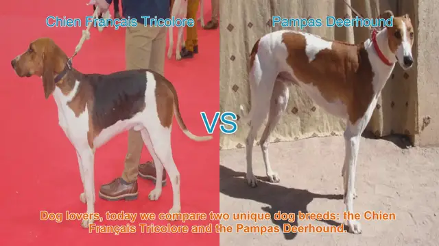 Video thumbnail for Comparing Chien Français Tricolore and Pampas Deerhound: A Guide for Dog Lovers
