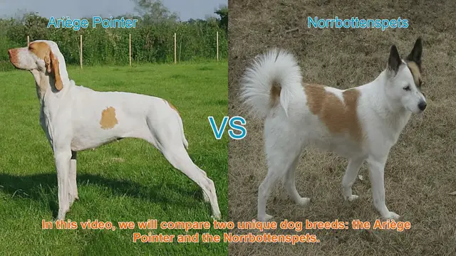 Video thumbnail for Comparing Ariège Pointer and Norrbottenspets: A Guide to Choosing the Right Dog Breed