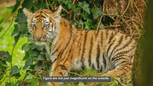 Video thumbnail for 10 Surprising Facts About Tiger Skeletons