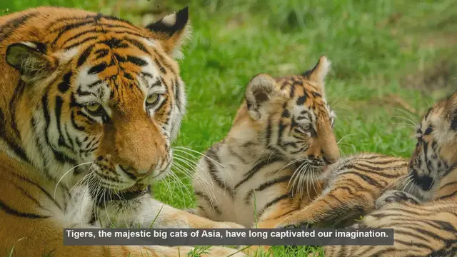 Video thumbnail for 10 Tiger Reproduction Myths Debunked