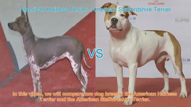 Video thumbnail for American Hairless Terrier vs. American Staffordshire Terrier: Breed Comparison