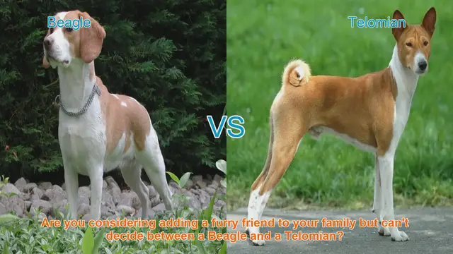 Video thumbnail for Beagle vs. Telomian: A Detailed Breed Comparison