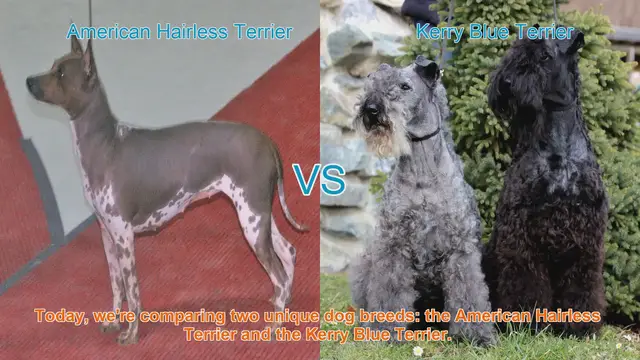 Video thumbnail for Breed Battle: American Hairless Terrier vs. Kerry Blue Terrier