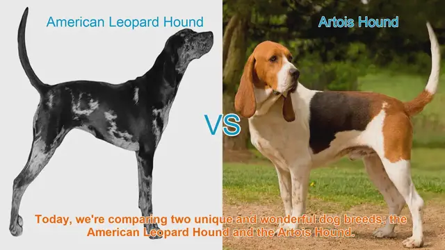 Video thumbnail for American Leopard Hound vs. Artois Hound: A Comparison of Two Distinctive Breeds