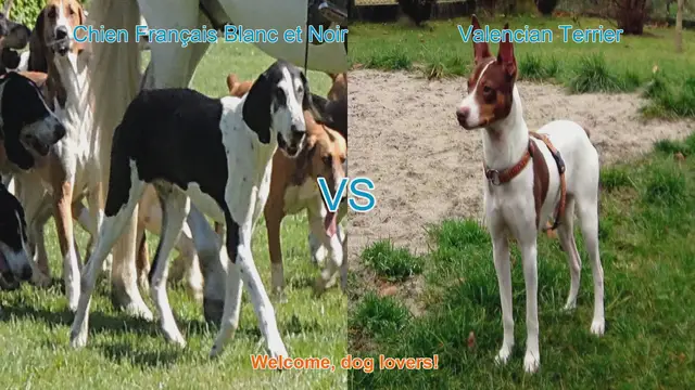 Video thumbnail for Dog Breed Comparison: Chien Français Blanc et Noir vs. Valencian Terrier