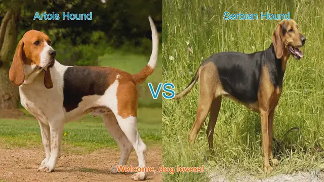 Video thumbnail for Artois Hound vs. Serbian Hound: A Comparison of Two Distinct Dog Breeds