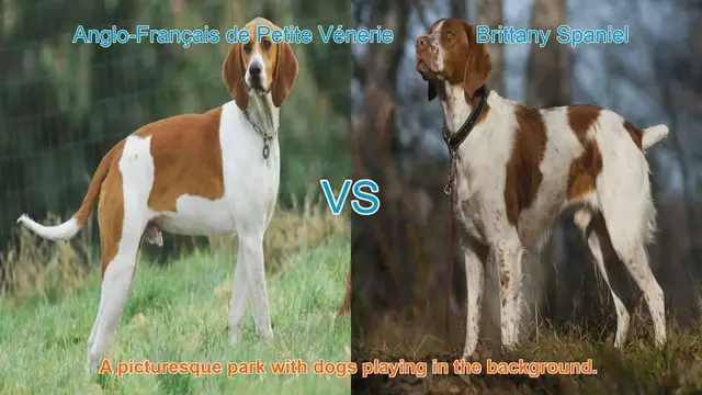 Video thumbnail for Comparing Anglo-Français de Petite Vénerie and Brittany Spaniel: A Comprehensive Guide