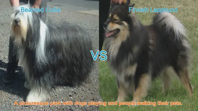 Video thumbnail for Comparing Bearded Collie and Finnish Lapphund: A Guide to Long-Haired Dog Breeds