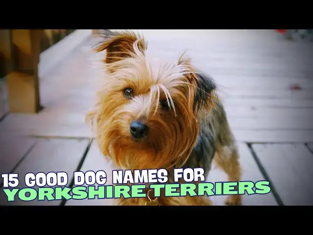 Video thumbnail for 15 Good Dog Names for Yorkies 🐾