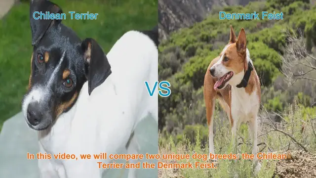 Video thumbnail for Comparing Chilean Terrier and Denmark Feist: A Guide to Choosing the Right Breed