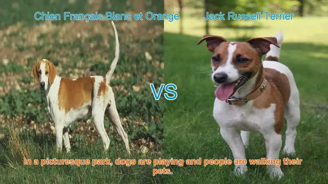 Video thumbnail for Comparing Chien Français Blanc et Orange and Jack Russell Terrier: Breed Breakdown