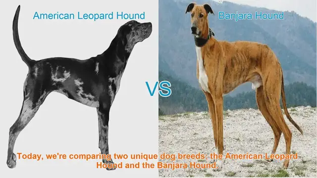 Video thumbnail for American Leopard Hound vs. Banjara Hound: A Comparison