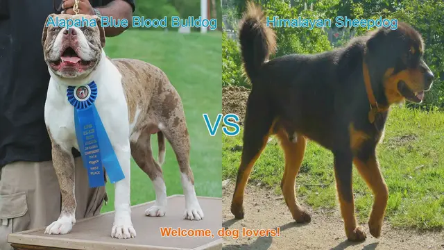 Video thumbnail for Alapaha Blue Blood Bulldog VS Himalayan Sheepdog