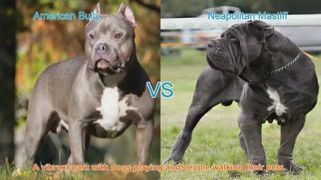 Video thumbnail for American Bully vs. Neapolitan Mastiff: A Comparative Guide