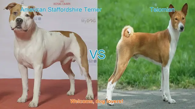 Video thumbnail for American Staffordshire Terrier vs. Telomian: A Comparative Guide for Dog Lovers