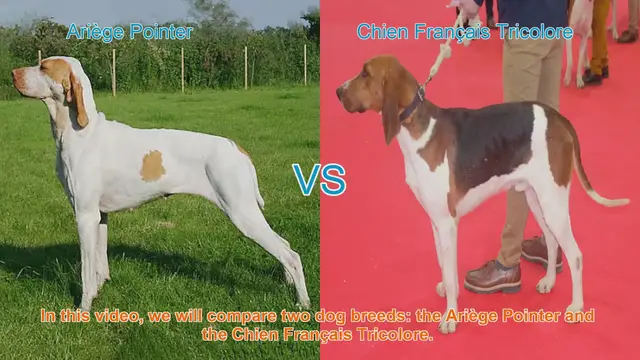 Video thumbnail for Ariège Pointer vs. Chien Français Tricolore: A Breed Comparison