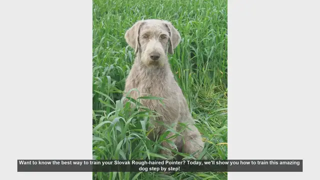 Video thumbnail for How to Train Your Slovak Rough-haired Pointer: Step-by-Step Guide
