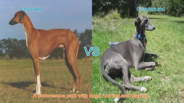 Video thumbnail for Azawakh vs. Greyhound: A Comprehensive Breed Comparison