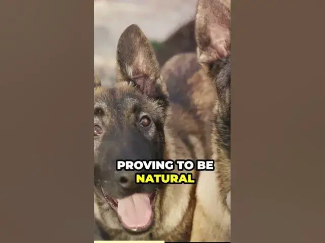 'Video thumbnail for The World of Paws German Shepherds'