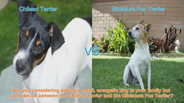 Video thumbnail for Chilean Terrier vs. Miniature Fox Terrier: A Detailed Breed Comparison