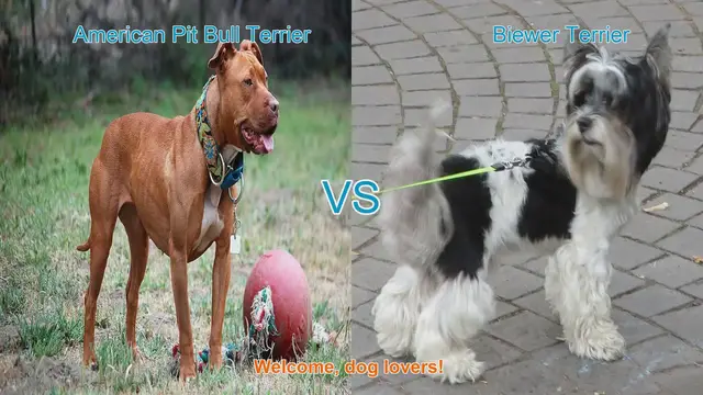 Video thumbnail for American Pit Bull Terrier vs. Biewer Terrier: A Comprehensive Comparison