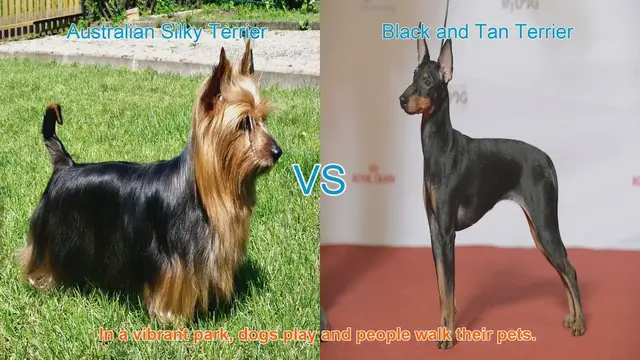 Video thumbnail for Comparing Australian Silky Terrier and Black and Tan Terrier: A Guide to Choosing Your Perfect Canine Companion