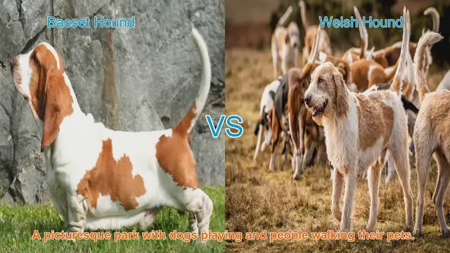 Video thumbnail for Basset Hound vs. Welsh Hound: A Comparison of Beloved Dog Breeds