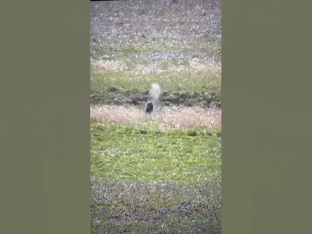 'Video thumbnail for .204 ruger woodchuck back at it again'
