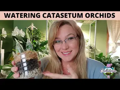 'Video thumbnail for How To Water Catasetum Orchids: 9 Concepts to Master'