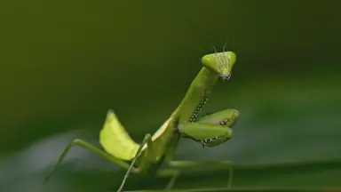 'Video thumbnail for Exploring Florida's Diverse Insect World'