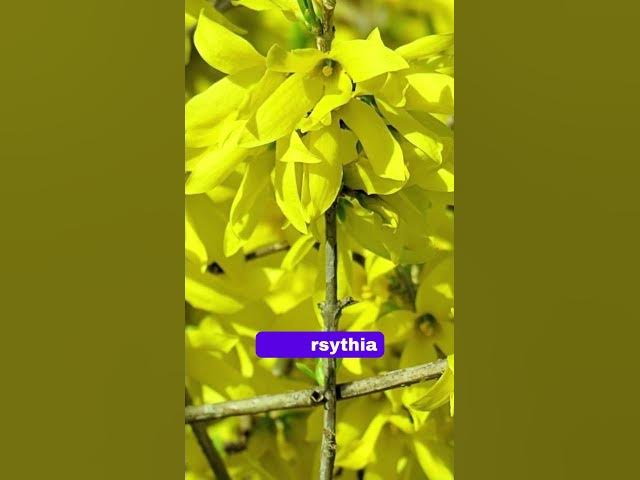 Video thumbnail for 11 plantes à fleurs jaunes à avoir dans son jardin