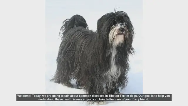 Video thumbnail for Common Health Issues in Tibetan Terriers: What You Need to Know