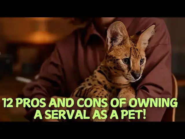 Video thumbnail for 12 Pros and Cons of Owning a Serval as a Pet!🐆