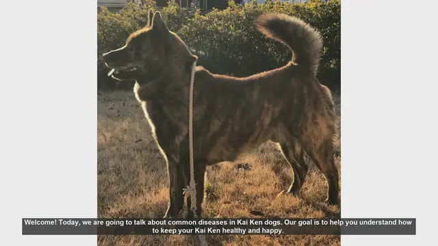 Video thumbnail for Common Diseases in Kai Ken Dogs: Prevention and Care Tips