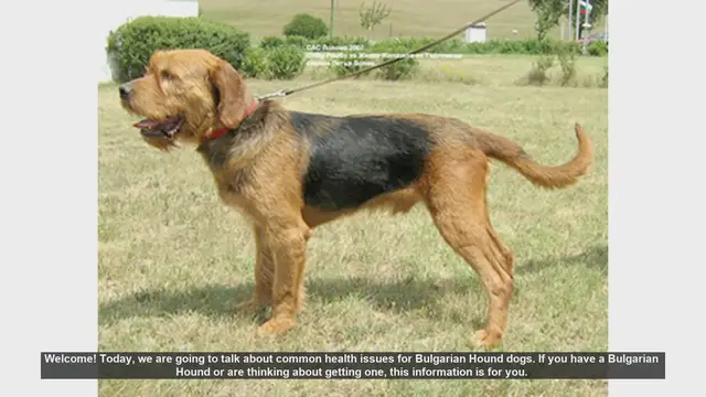 Video thumbnail for Common Health Issues in Bulgarian Hound Dogs: What You Need to Know