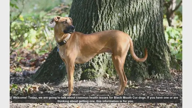 Video thumbnail for Common Health Issues in Black Mouth Cur Dogs: What You Need to Know