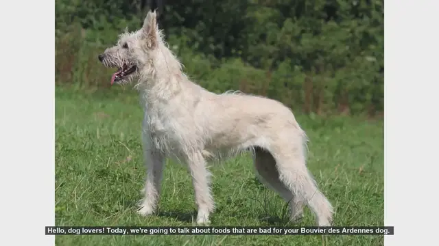 Video thumbnail for Dangerous Foods for Your Bouvier des Ardennes: What to Avoid