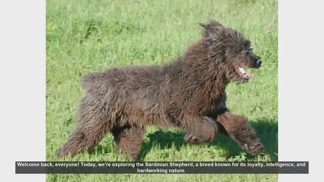 Video thumbnail for Sardinian Shepherd: Pros and Cons of This Loyal and Intelligent Breed
