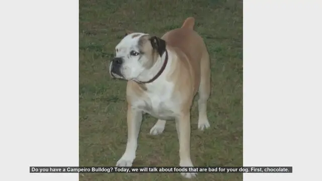 Video thumbnail for 10 Foods to Avoid for Your Campeiro Bulldog's Health